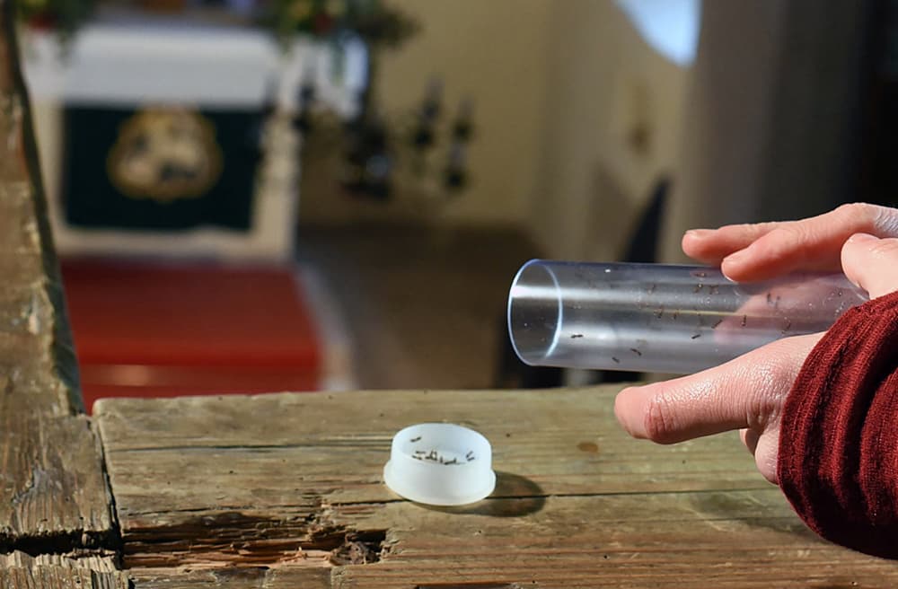 Kirchengemeinde wird kreativ im Kampf gegen Holzwürmer