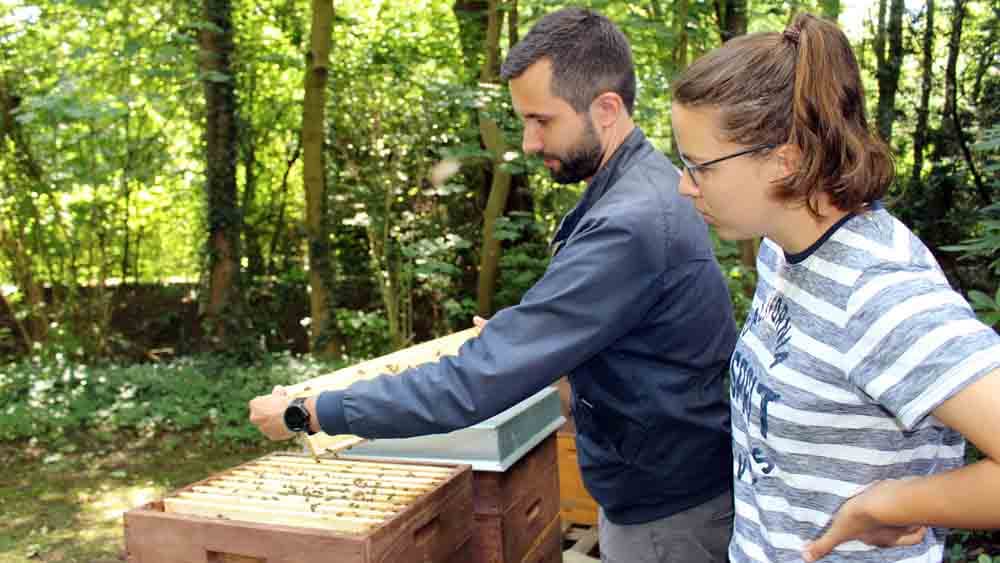Auf der Küsterwiese summen die Bienen