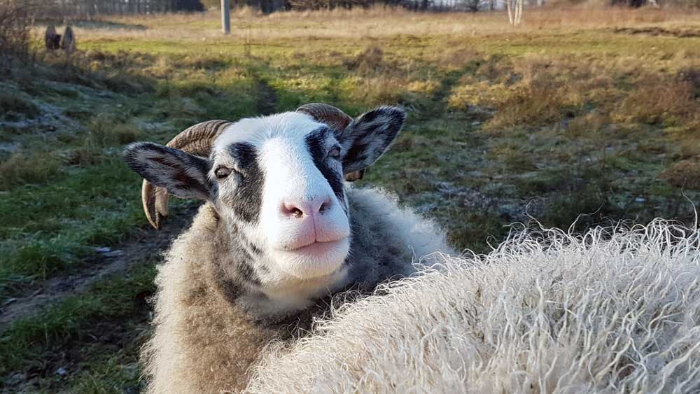 Jule, das Weihnachtsschaf