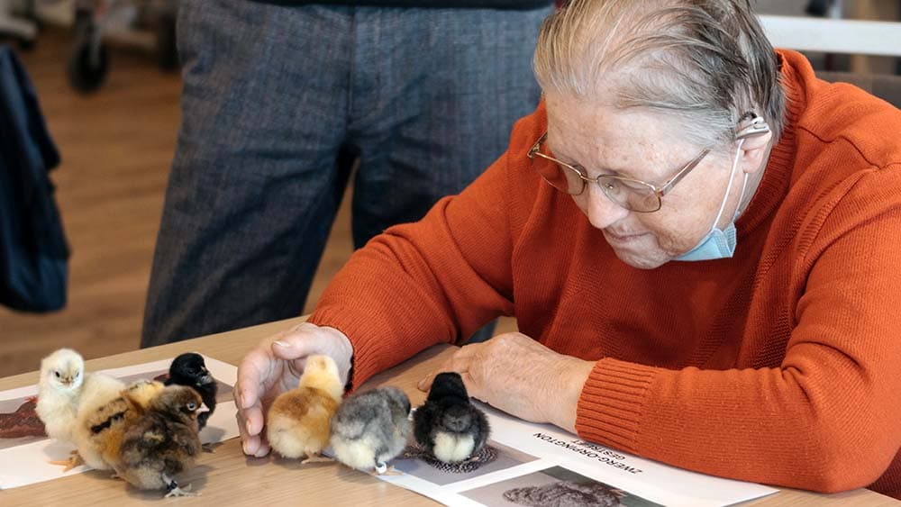Piep, piep! “Küken-Alarm” bei den Senioren der Diakonie