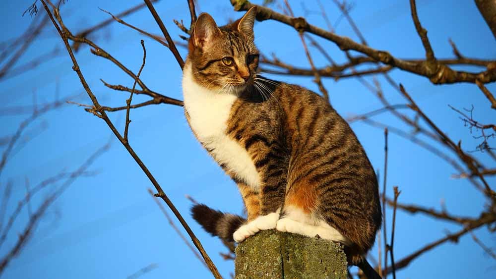 Witz der Woche: Tierischer Besuch bei Gott