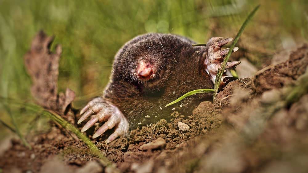 Was macht ein Maulwurf auf dem Friedhof?