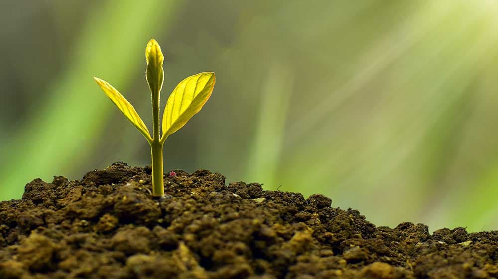 Marienstift pflanzt 1.000 Bäume für Neugeborene