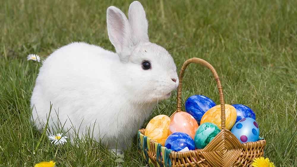 Geflügelwirtschaft: Augen auf beim Eierkauf