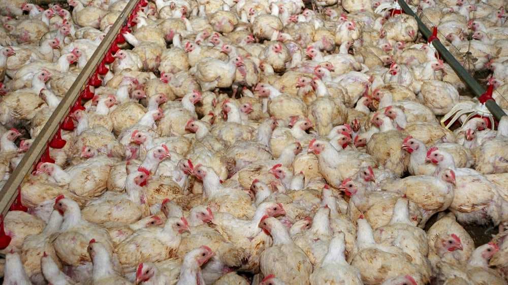 Fleischproduktion 2022 stark gesunken