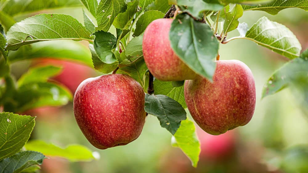 Frankfurt: Jüdische Gemeinde keltert koscheren Apfelwein