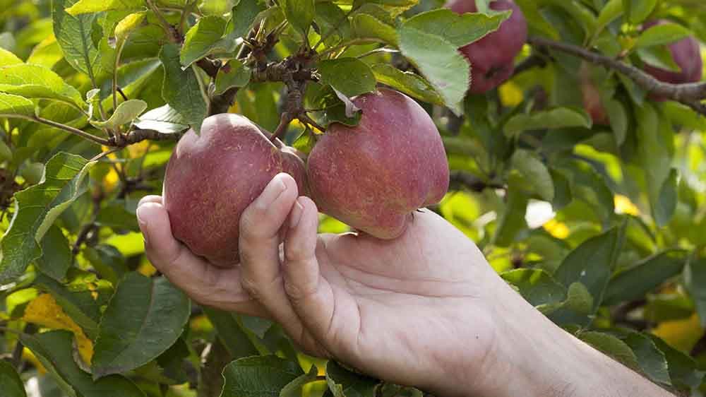 Knackig, rund und paradiesisch: Der Apfel fasziniert seit Jahrhunderten
