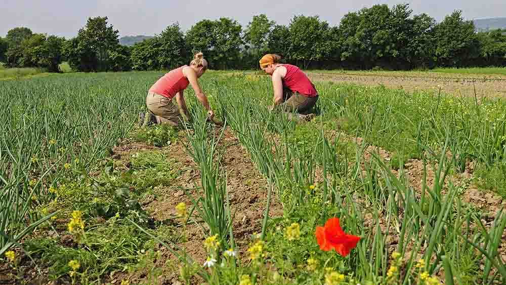 Bio-Papst Niggli: Brauchen auch Gentechnik für Welternährung