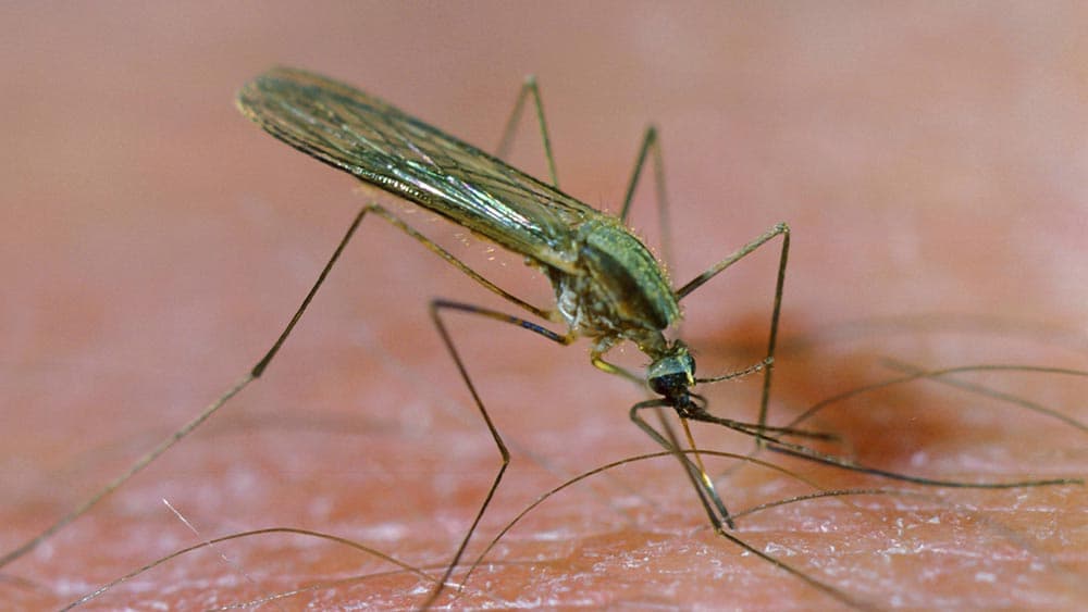 Kameruns Impfkampagne gegen Malaria ist kein Durchbruch