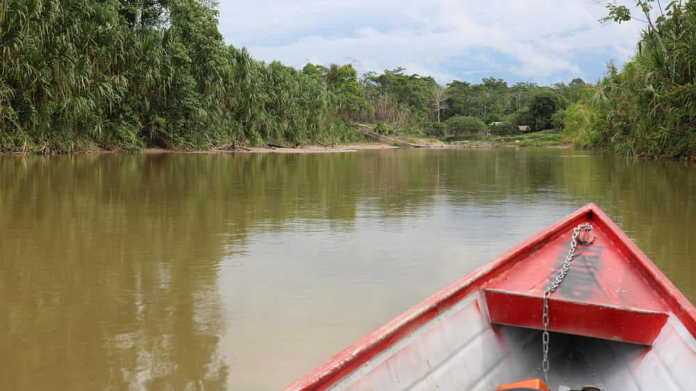 Illegale Wald-Zerstörung in Brasilien verlangsamt