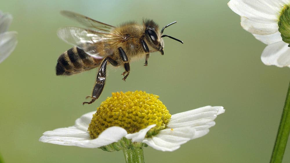 Warum Bienen sogar als Drogenschnüffler taugen