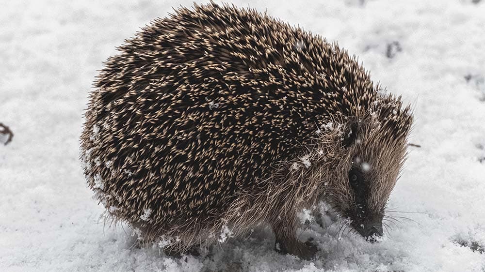 Tierschutzbund: Igel finden nicht mehr genügend Futter