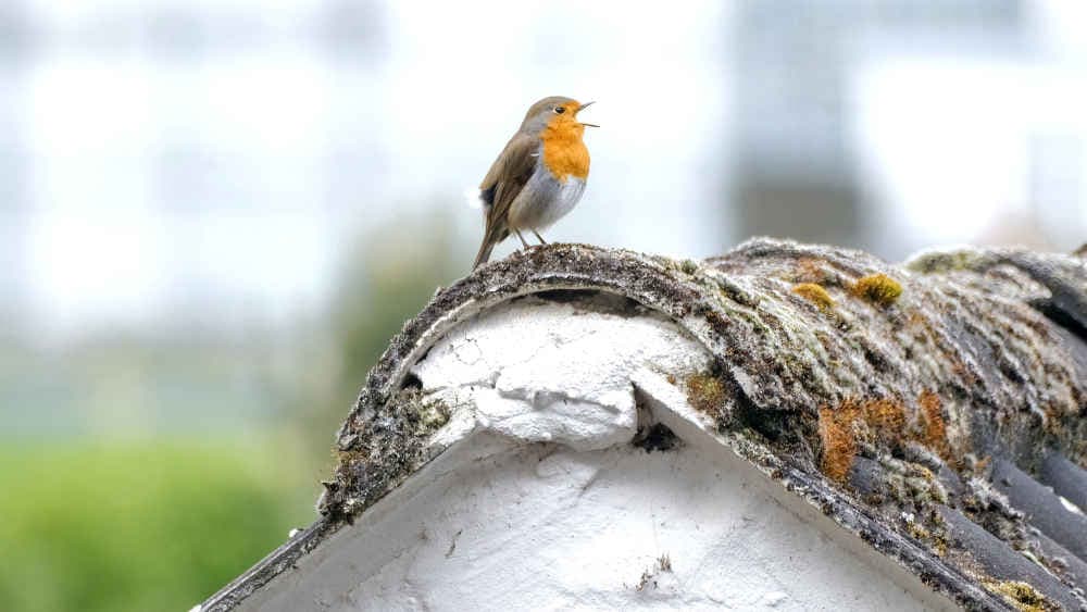 Wieder bundesweite Wintervogel-Zählung am Wochenende