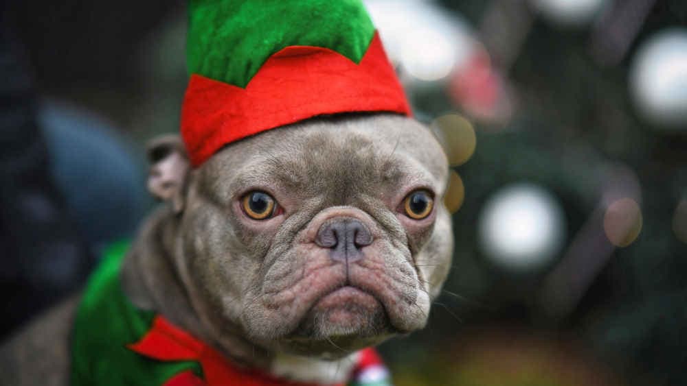 Landwirtschaftsminister Rainer: Zum Fest kein Haustier verschenken