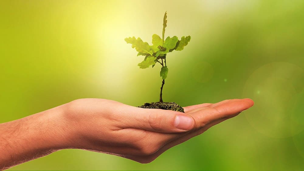 Mecklenburger Pfadfinder pflanzen 4.000 Bäume