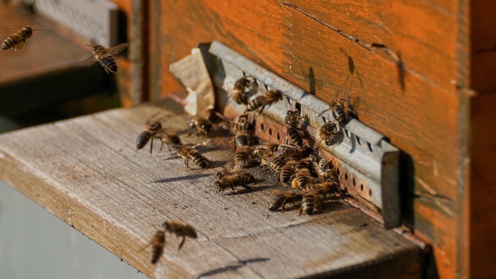 Bienenhonig von ganz besonderer Güte