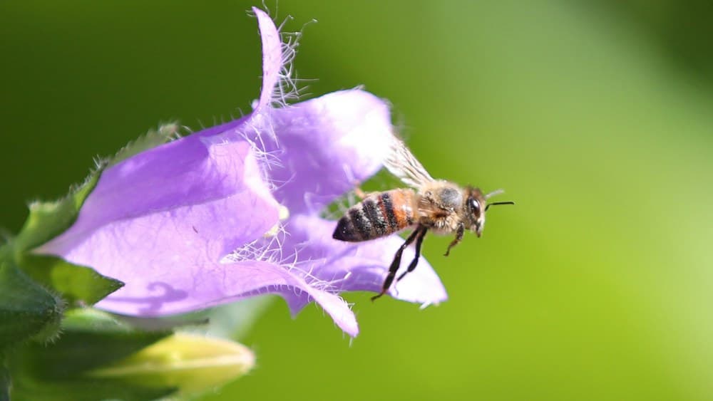 Studie: Weit mehr Bienenarten auf der Welt als gedacht