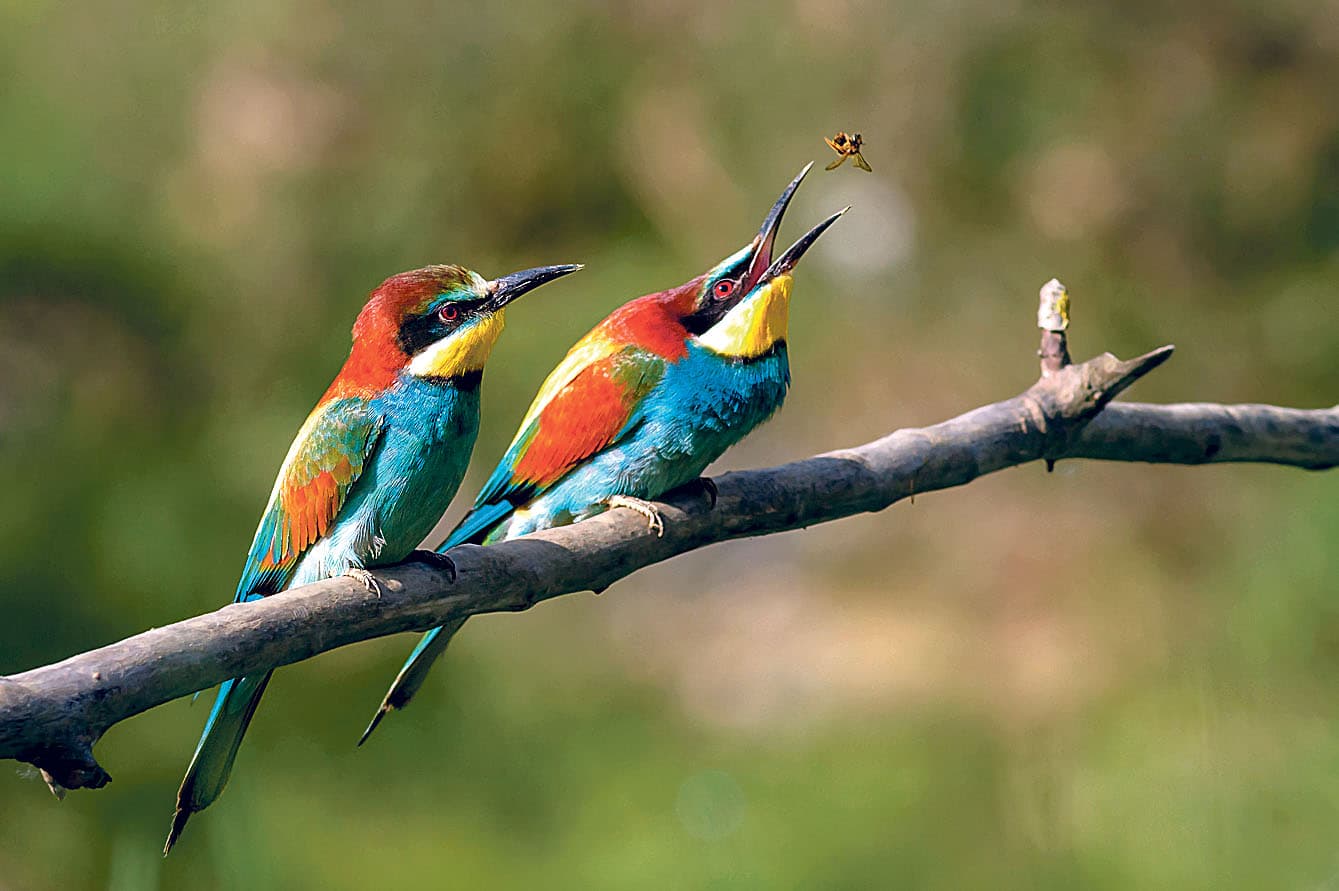 Ein Exot wird heimisch