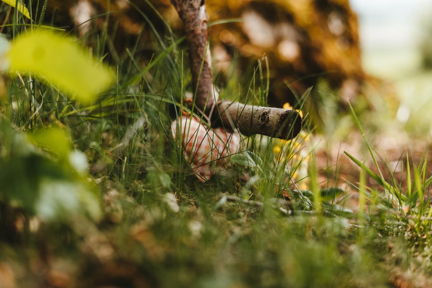 Straßenmagazin kauft Baumgrab für bedürftige Verkäufer im Ruheforst