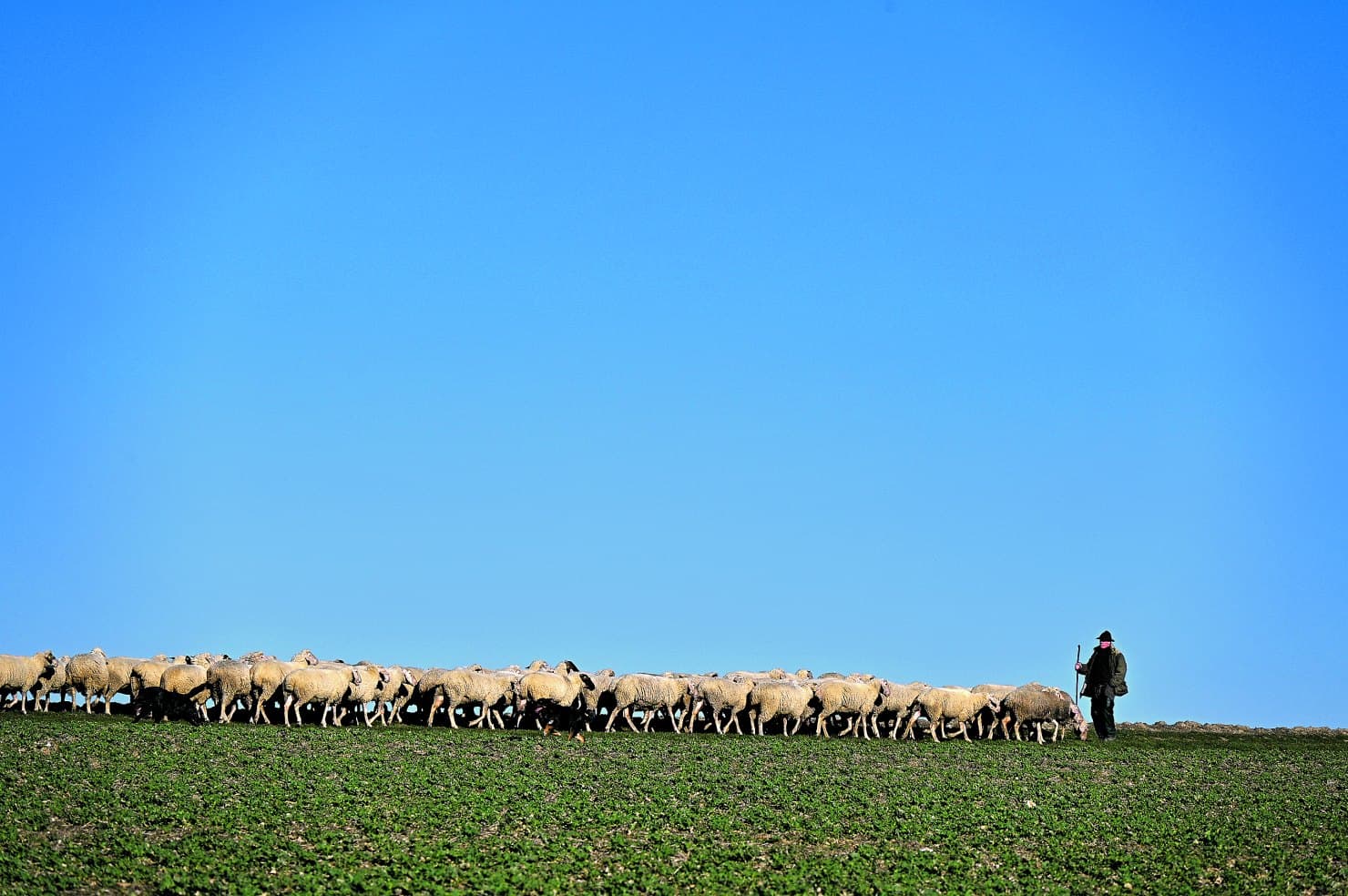 Von guten und schlechten Hirten