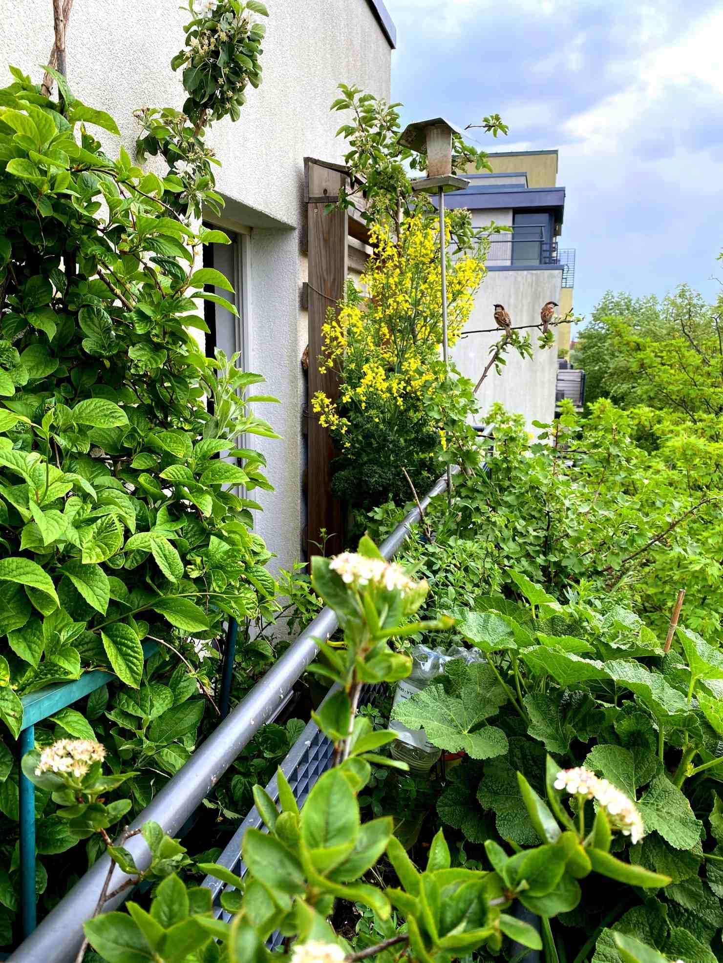 Blühende Balkone: Artenvielfalt auf drei Quadratmetern