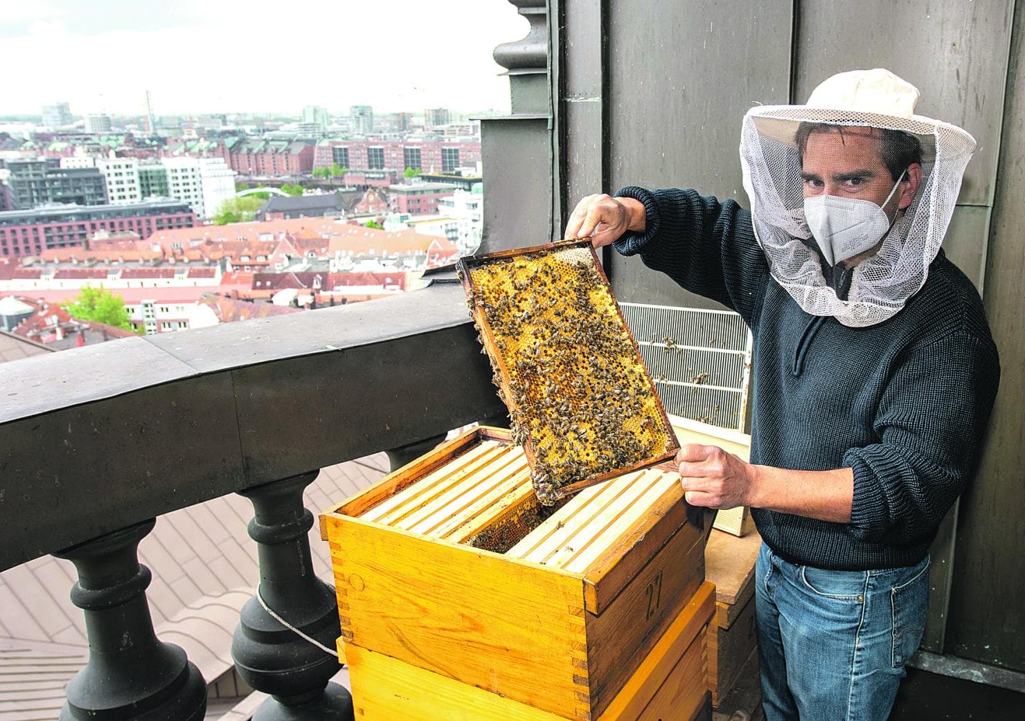 Bienen auf dem Michel