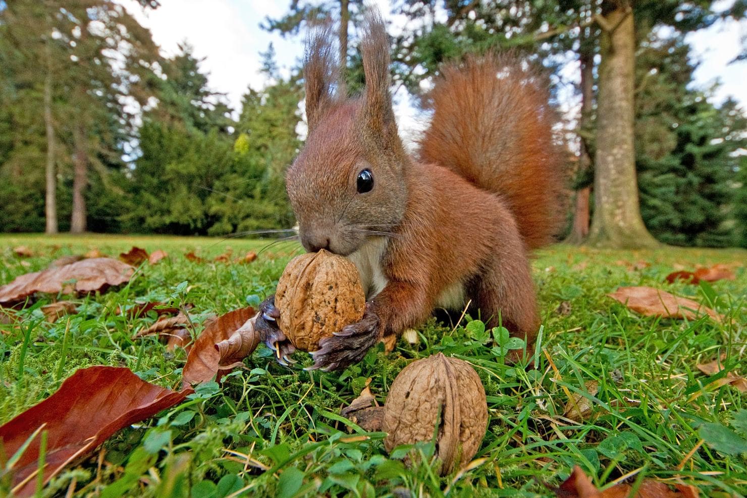 Sammler vor dem Herrn