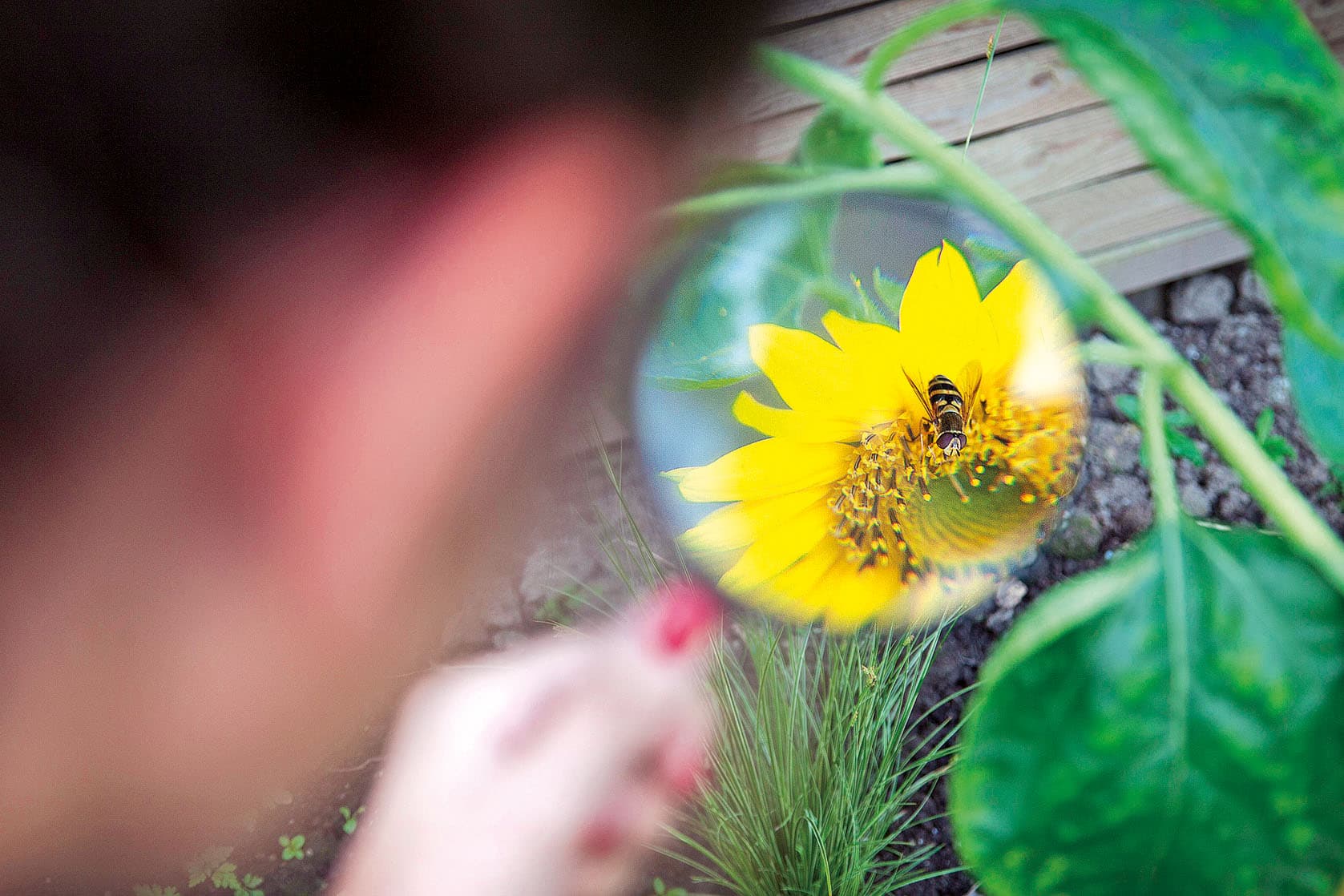 Fressen und gefressen werden