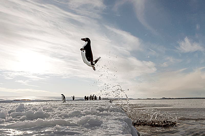 Die Reise der Pinguine