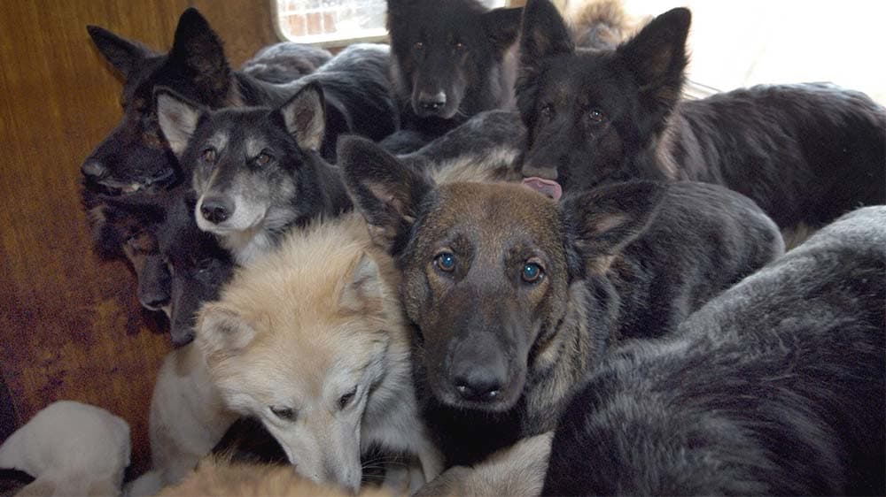 Tierschutzbund beklagt Leid durch krankhafte Tiersammler