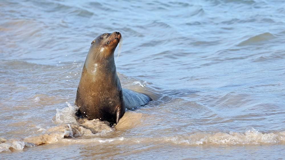 Studie: Klimawandel gefährdet Nahrungskette im Polarmeer