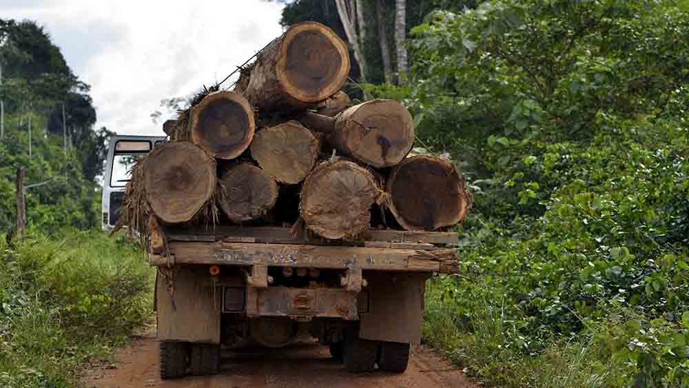 Umweltschützer sehen Ziele zum Waldschutz in Gefahr