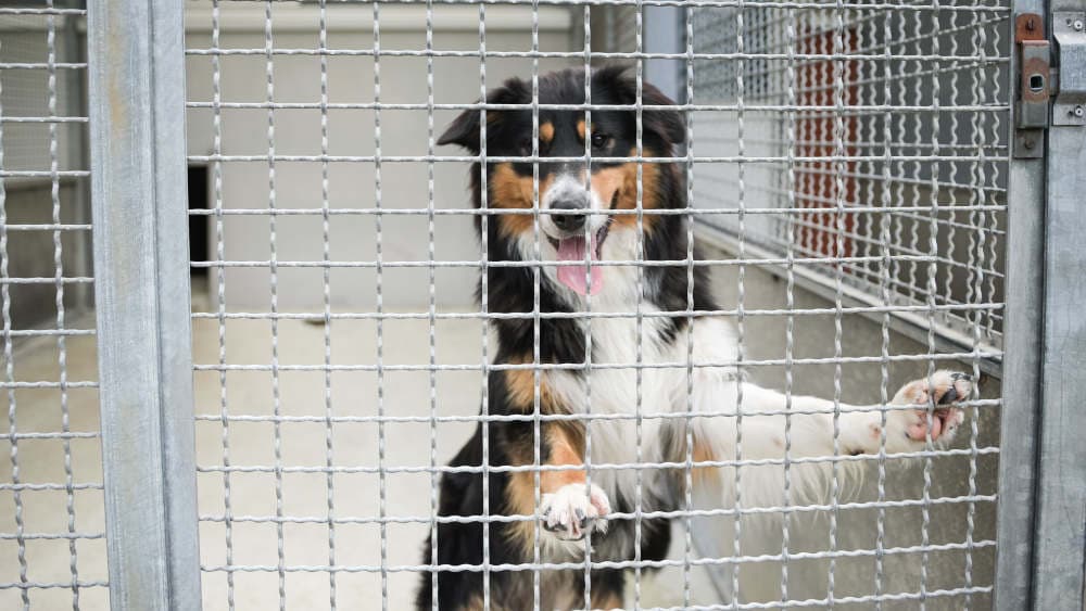 Tierschutzbund: Lage in Tierheimen “dramatisch”