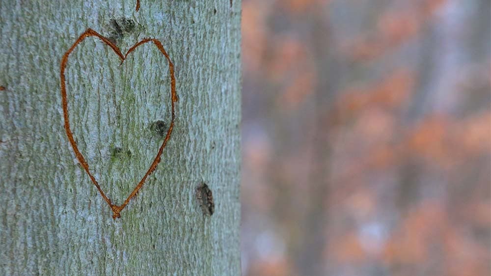Ökumenischer Bibelsonntag nimmt Schöpfung in den Blick