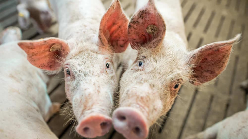 Fleischproduktion in Deutschland erneut gesunken