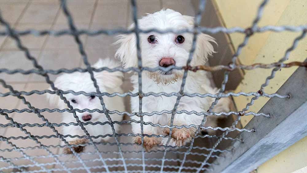 Tierschutzbund: Keine Tiere zu Weihnachten verschenken