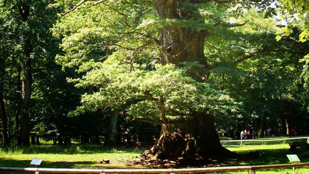 Der Eikbom ut Stavenhagen: Festwoche für Fritz Reuter