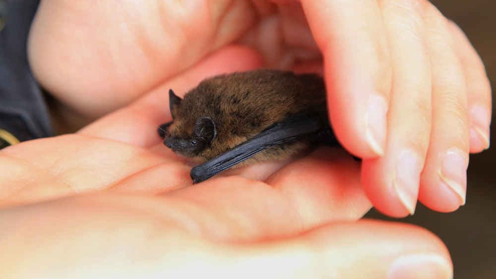 “Batnight”: Begeisterte Kinder erleben Fledermäuse hautnah