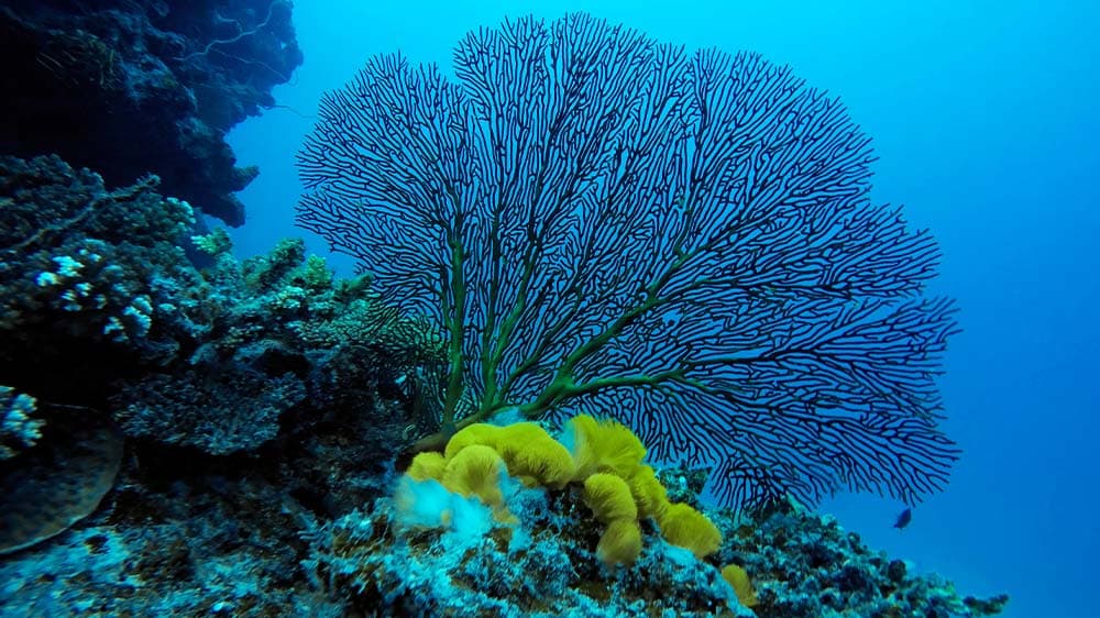 Temperaturrekord im Südwestpazifik: “Beispiellose Erwärmung”