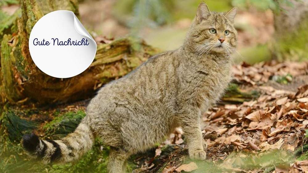 Gute Nachricht: Wildkatzen kommen zurück