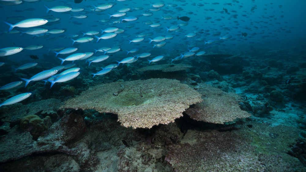 Verschärfte Klimakrise: Erster Kipppunkt erreicht Korallen