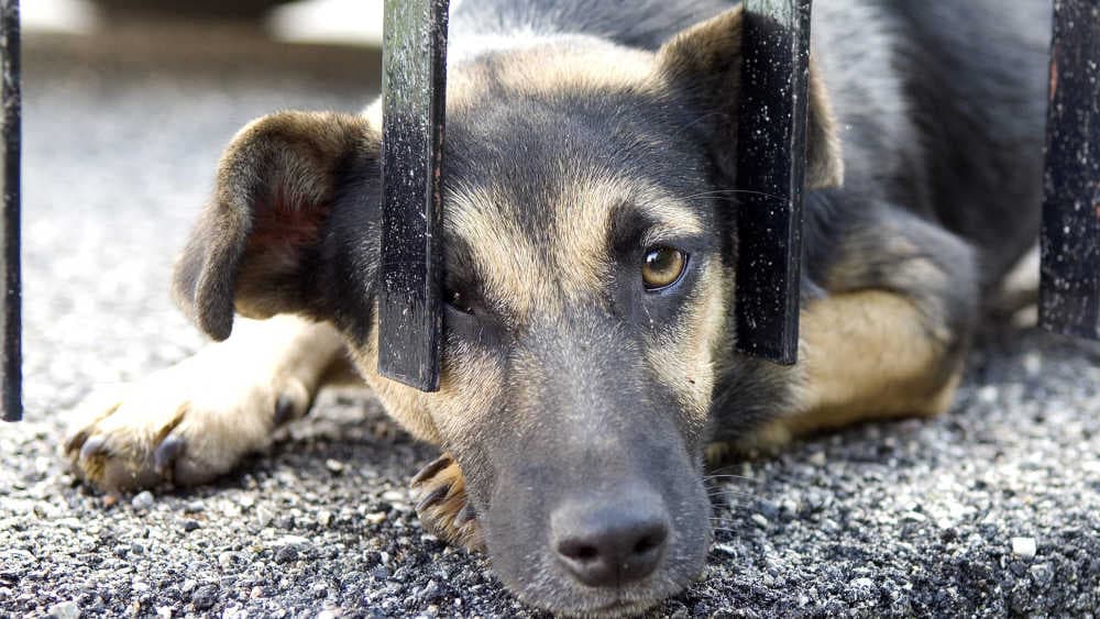 Straßenhunde: Nicht alle müssen “gerettet” werden