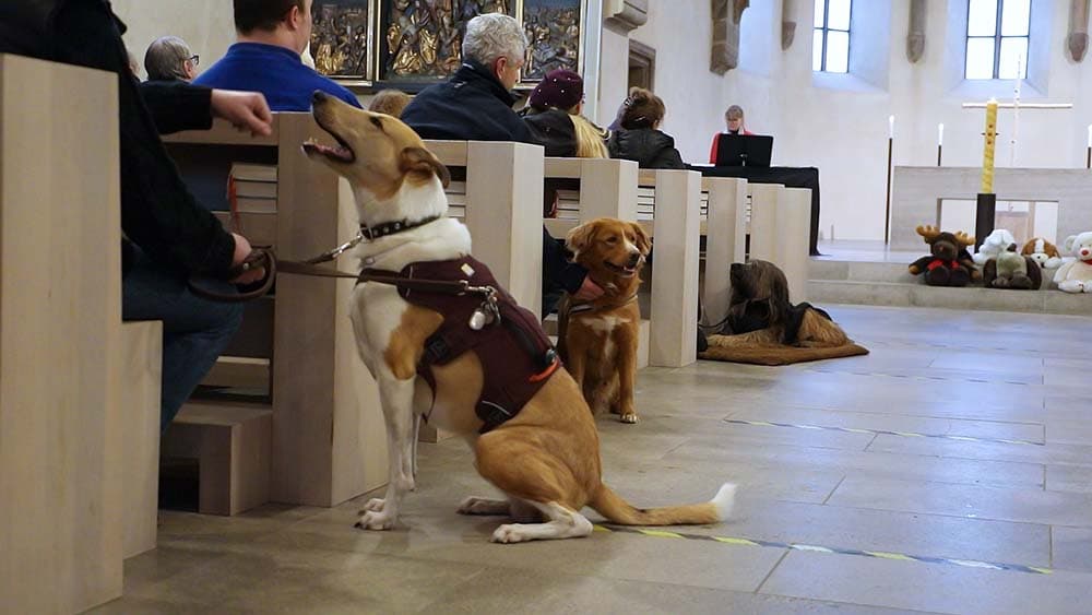 Tiersegnung: Plötzlich schwieg der Kakadu
